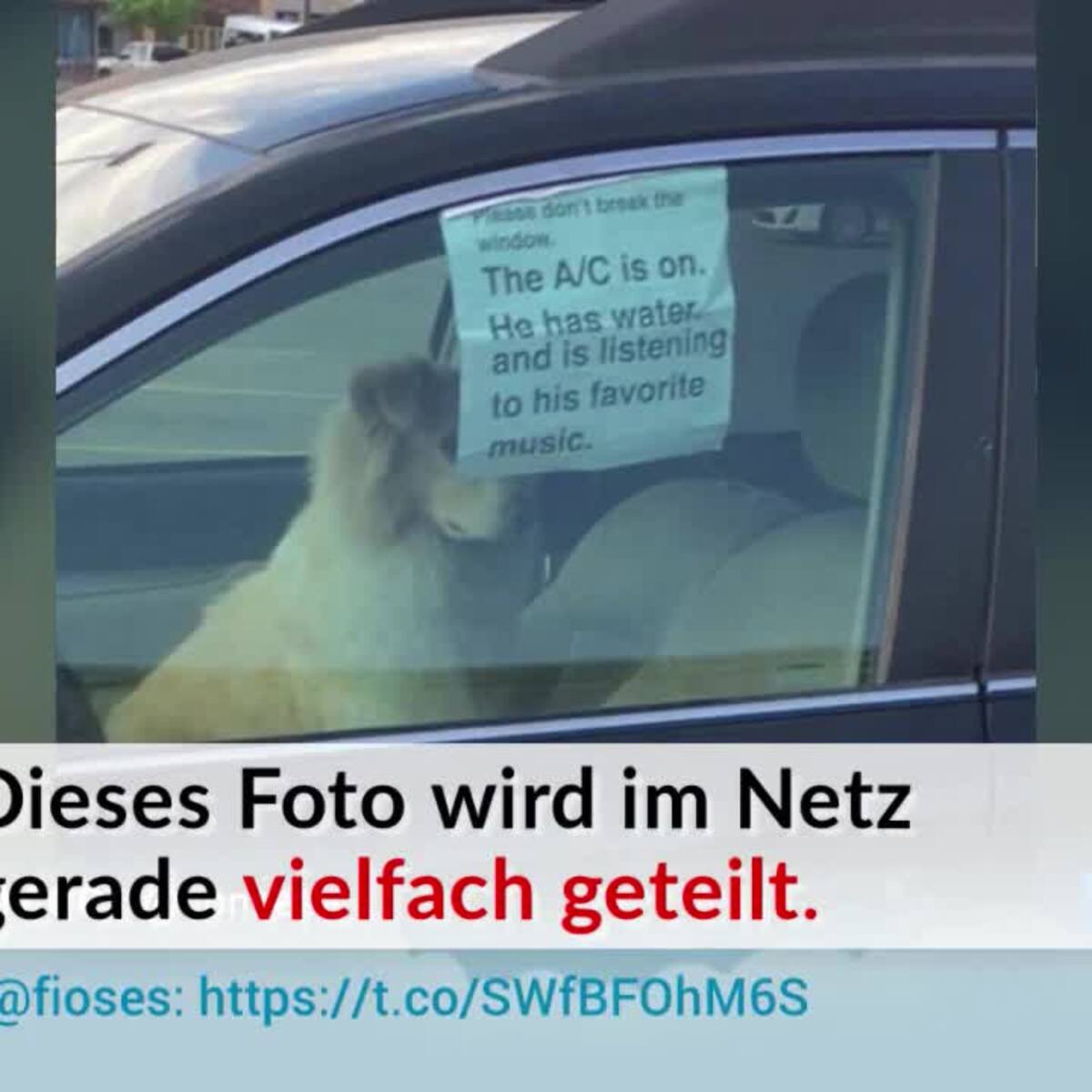 Hund bei Hitze im Auto: bis zu 7.500 Euro Strafe! – YOUR DOG Hundemagazin